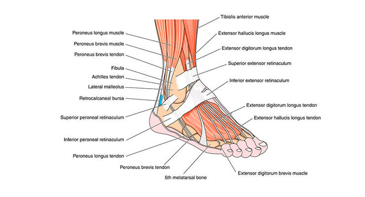 sužeistas ir išsipūsti pėdos sąnarius artritas artritas pirštai