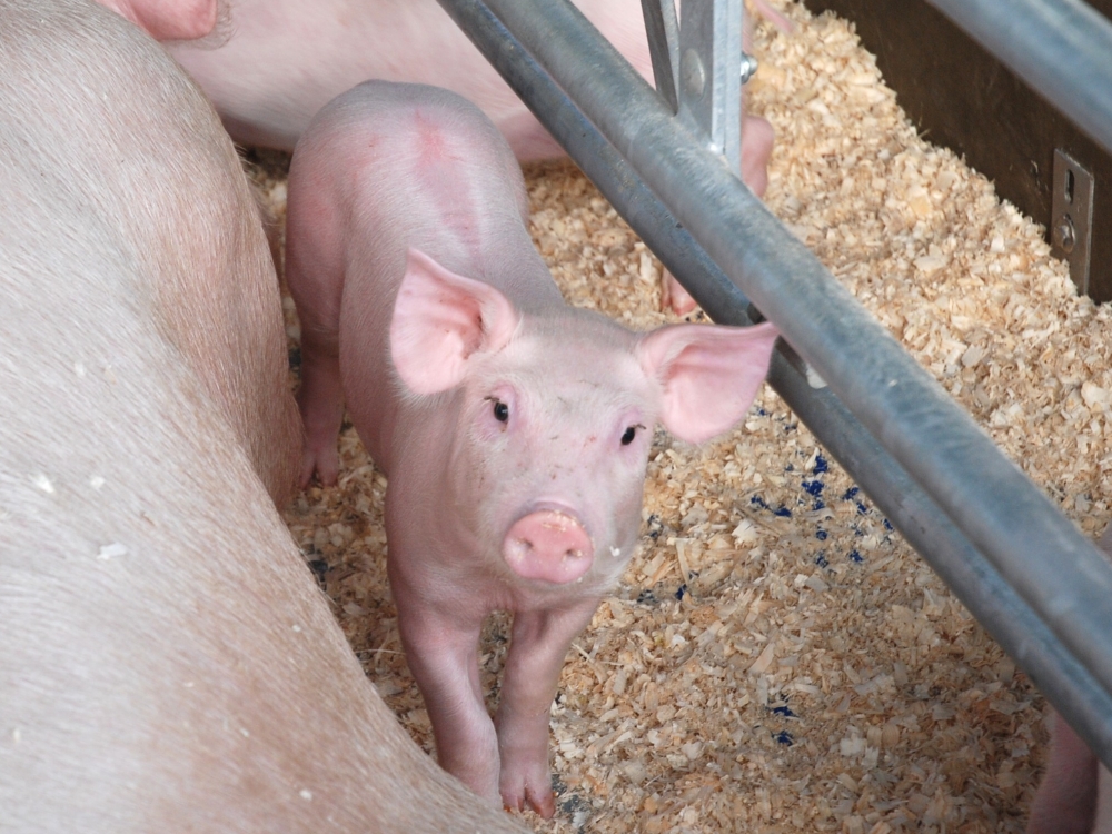 sąnarių ligų gydymo kiaulių prevencija alkūnės sąnario