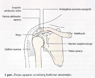 artrozė peties sustav tipai traumos peties sąnarys ką daryti