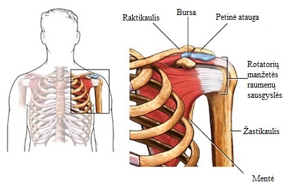 gerklės sąnariai ir raumenys gydymas osteochondrozės iki tepalas