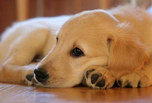 šuo vilnos gydymas artrozės gliukozaminas sanariams kaina