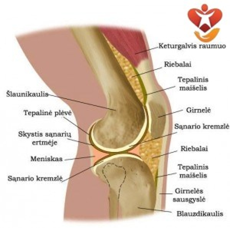 kas artrito gydymui ant kojų gliukozaminas chondroitino animal flex