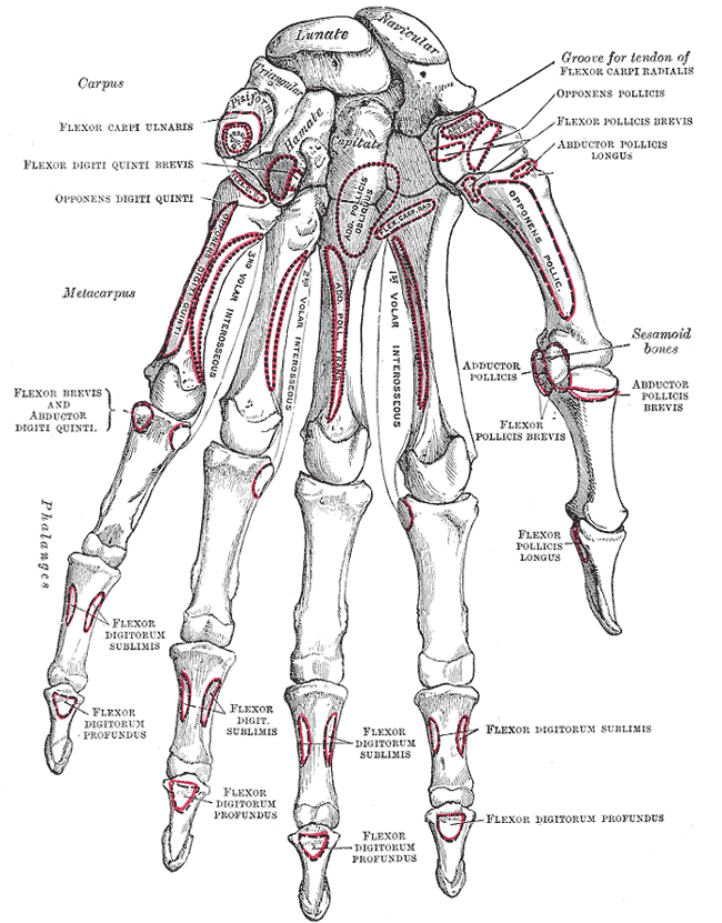 artrozė iš kairės rankos pirštų