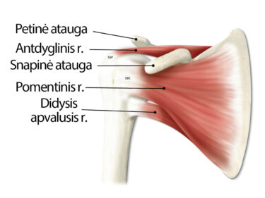 skausmas peties sąnario dešinėje įrankiai iš skausmas sąnarių ir raumenų