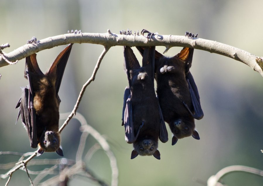 šikšnosparnių skausmai atsižvelgiant į rankas sąnarių mazi iš dislokavimo sąnarių