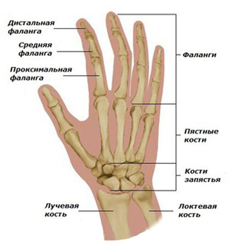 infekcinio artrito rankų šepečiai kas yra peties sąnario artrozė