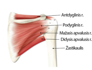skausmo priežastis kairės peties sąnario osteochondrozė iš raumenų sąnarių ligų